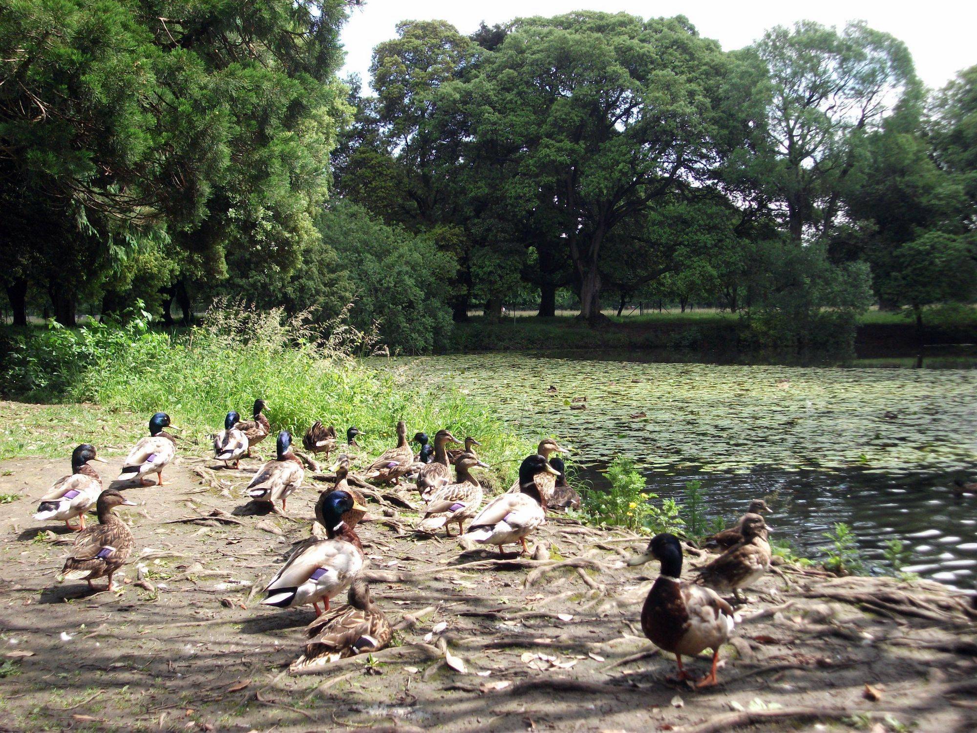 A gathering of ducks in the Park. OPW. 